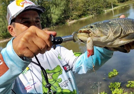 Pesca de tarucha