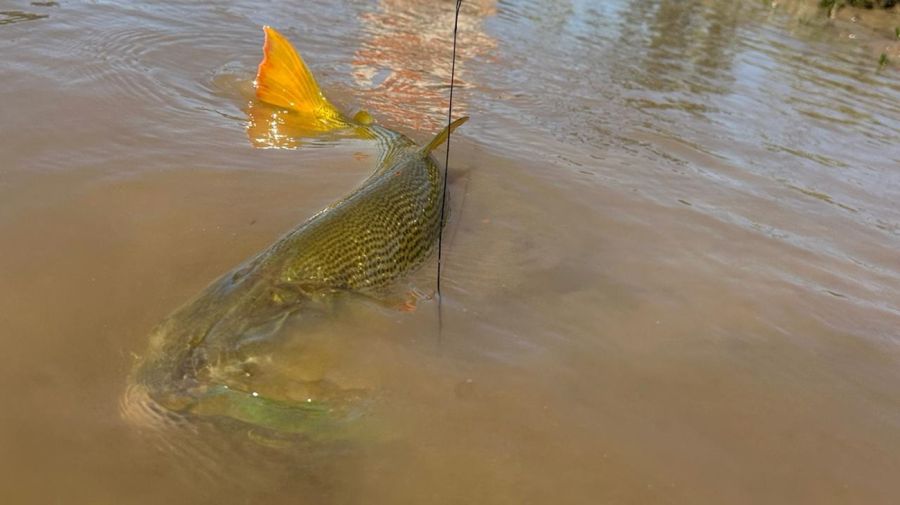 pesca de dorados en los bancos de Oyarbide