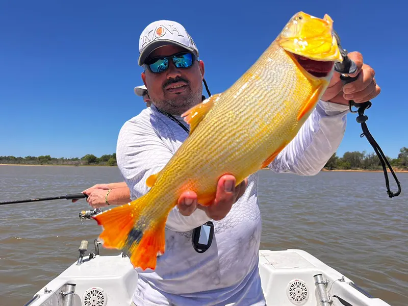 dorados en ramallo