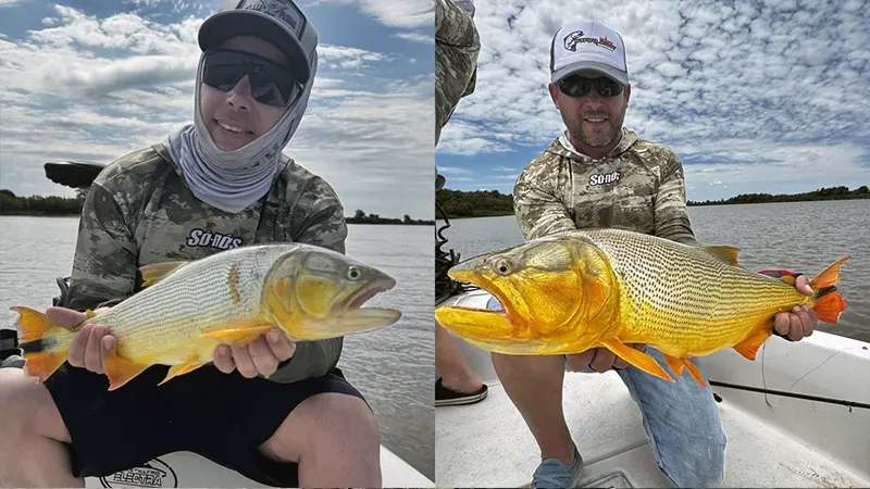 pesca de dorados en Fighiera